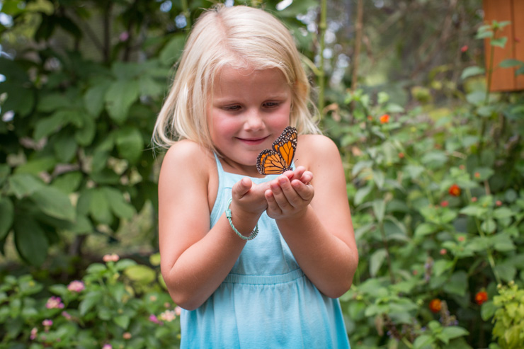 Rosten Native Butterfly House - Family Activities in Springfield MO