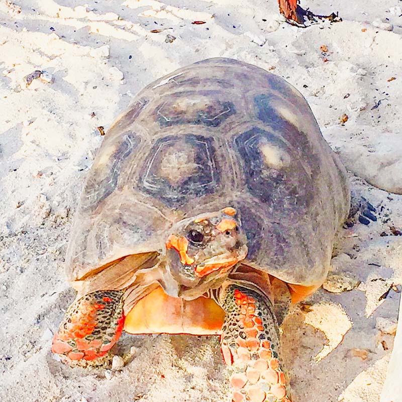 grand Turk Turtles