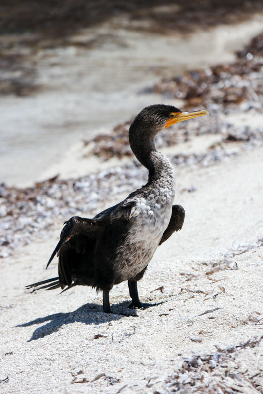 Belize Duck