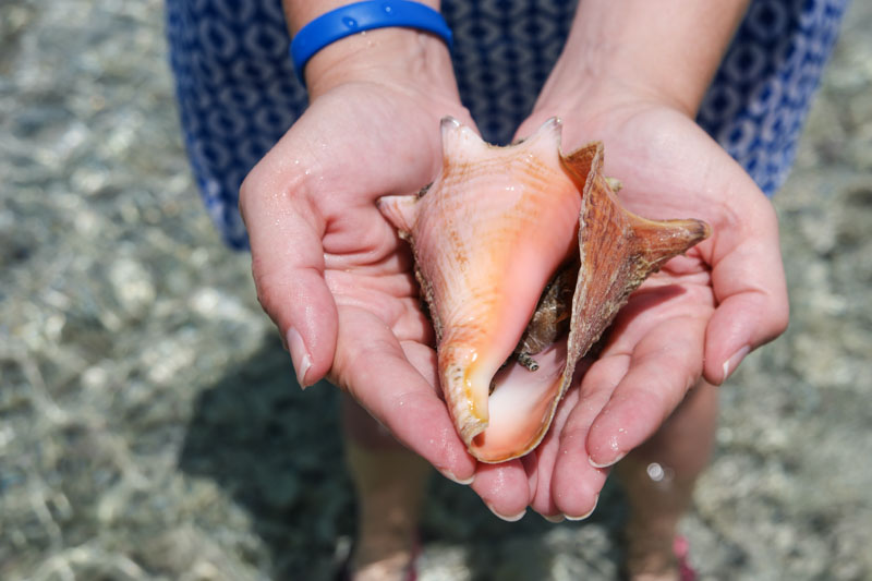 Belize Seashells
