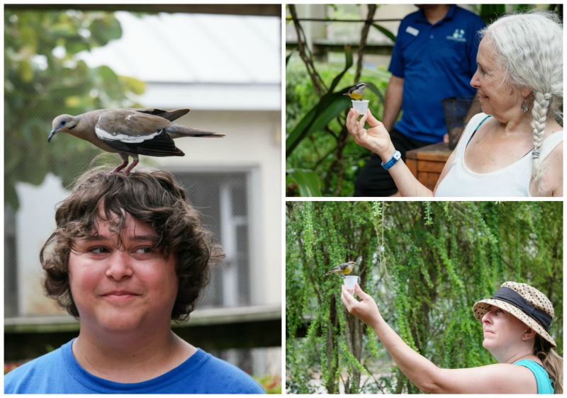 Bird Sanctuary Collage - Western Caribbean