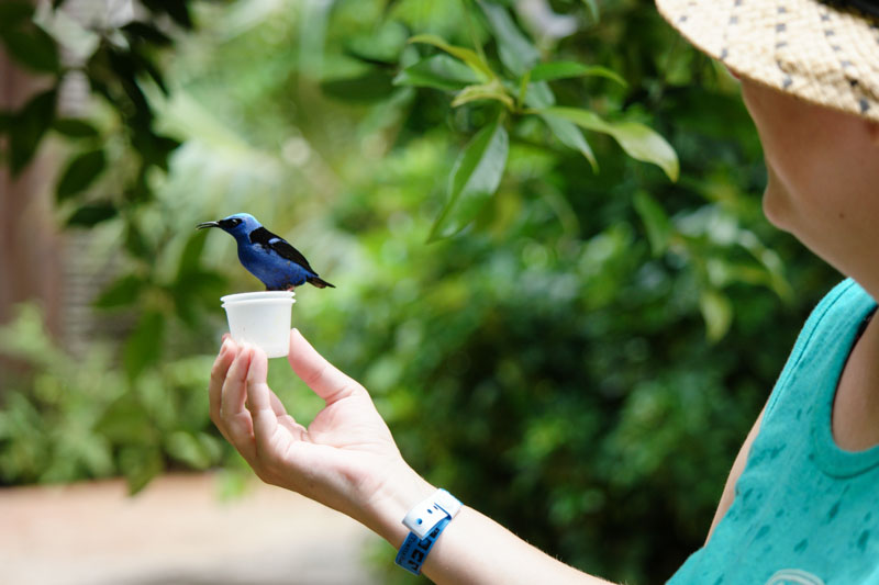 Blue Bird