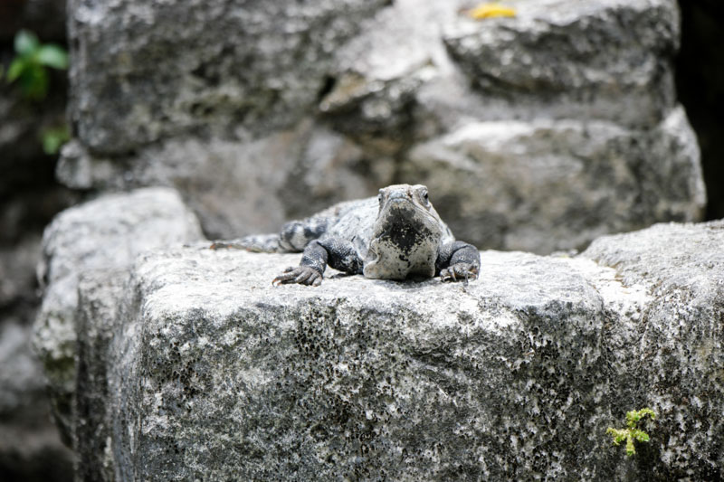 Mayan Ruins Iguana