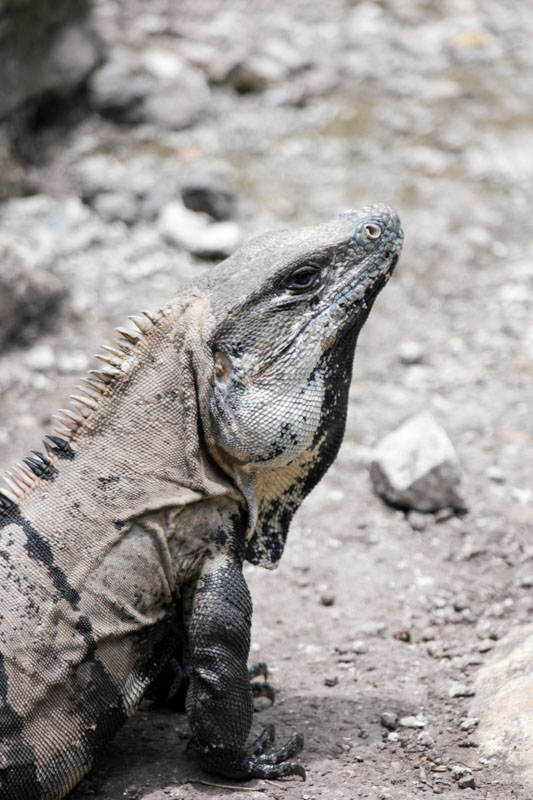Iguana Western Caribbean