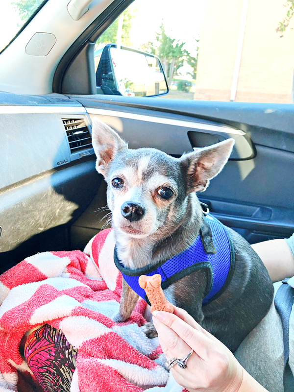 Boomer in car