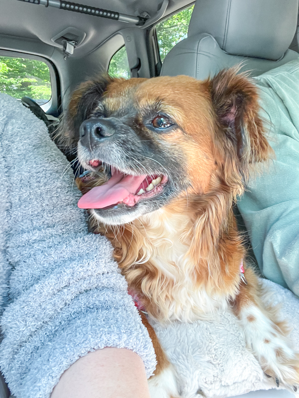 5 Ways to Calm Pets While Traveling