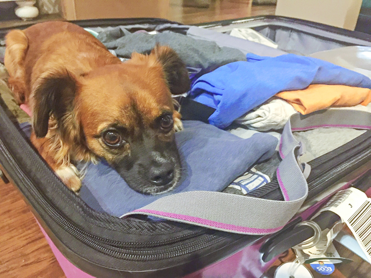 Chloe suitcase