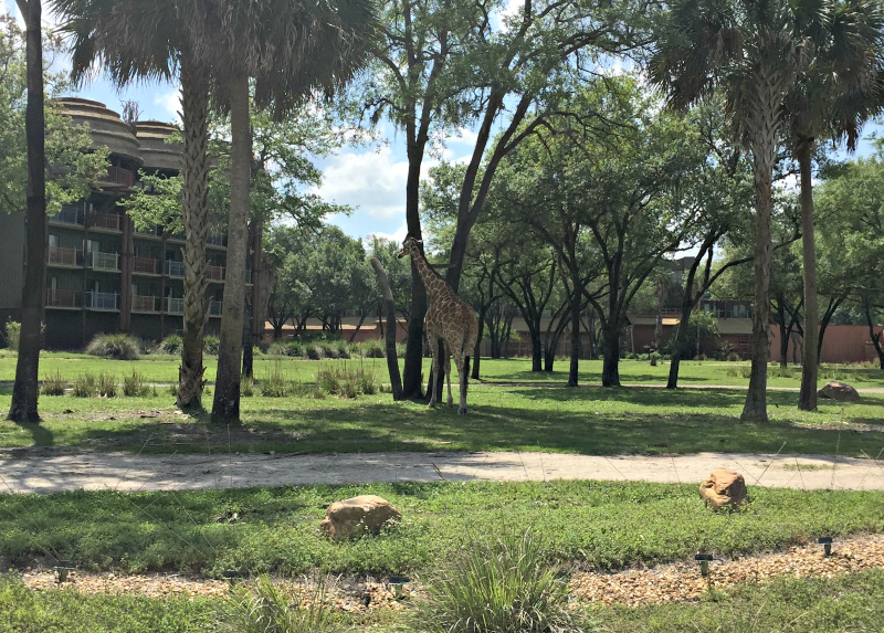 Animal Kingdom lodge Giraffe