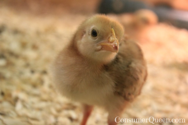 Baby Chick -Sevierville