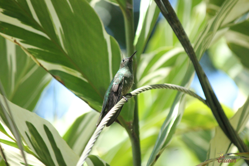 Blue River Hummingbird