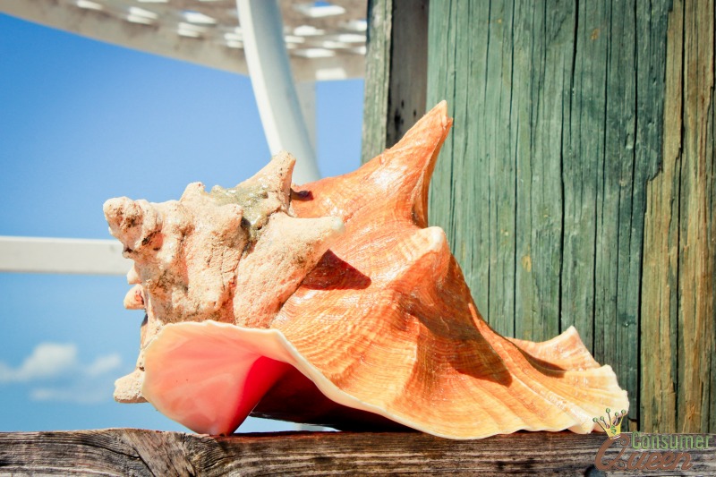 conch shell turks and caicos