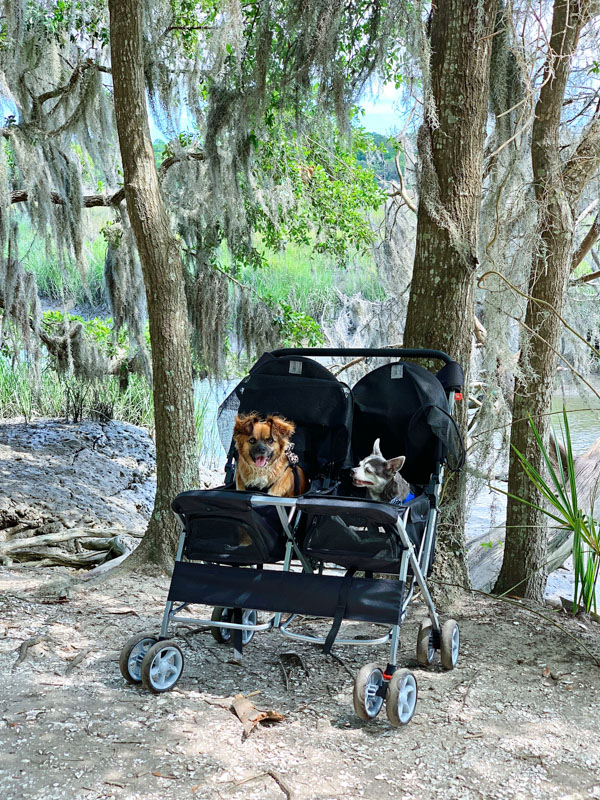 Boomer and Chloe pet travel