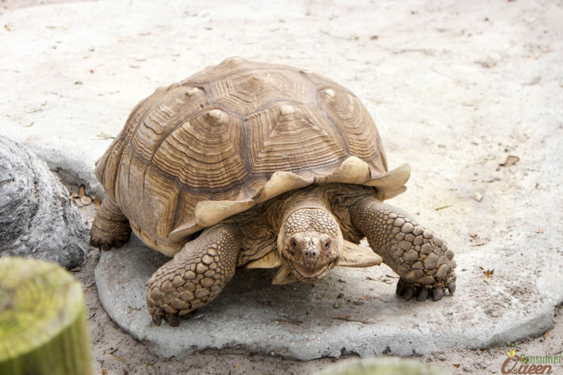 Gulfarioum Turtle 