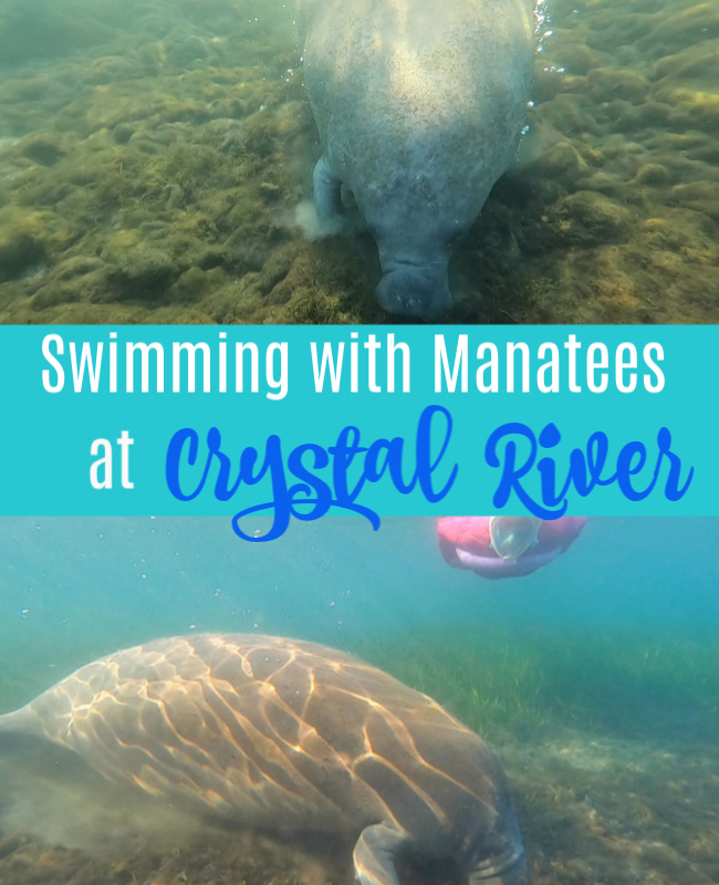 Swimming with Crystal River Manatees