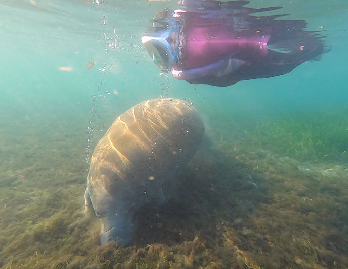 Crystal River Manatees