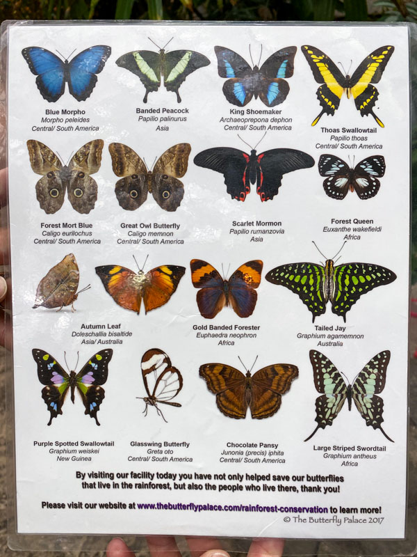 Butterfly Chart