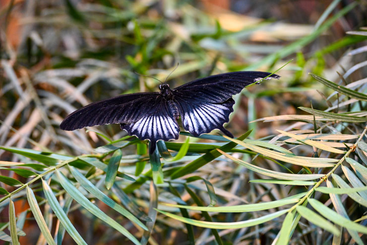 Butterfly purple with stripes