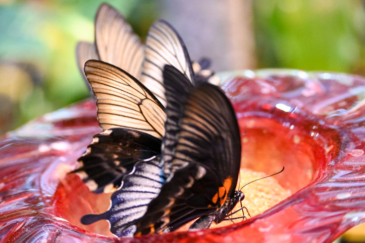 Monarch on Feeder