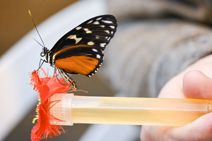 Monarch on feeder in my hand