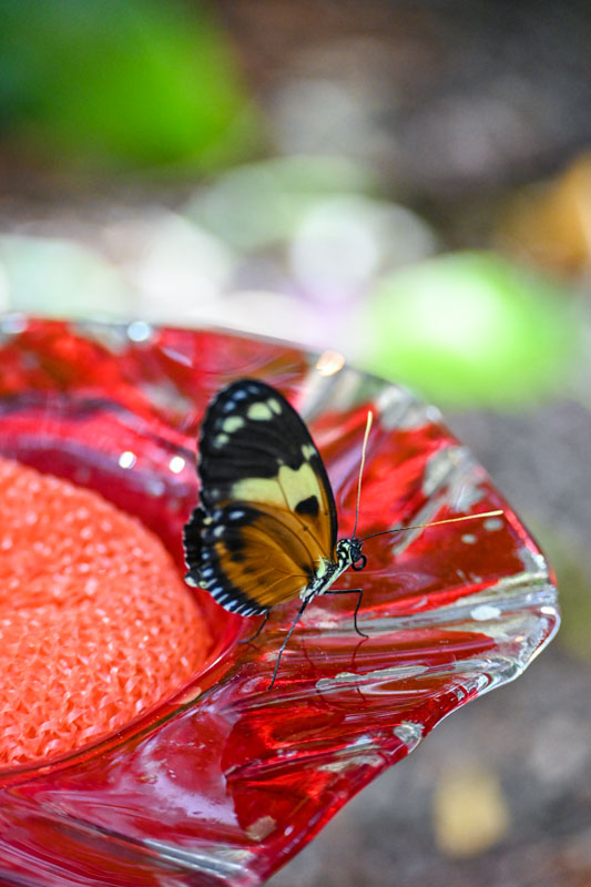 Monarch butterfly on feeder