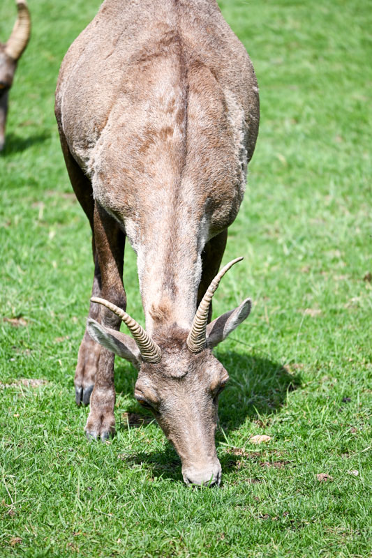 big horn sheep mom