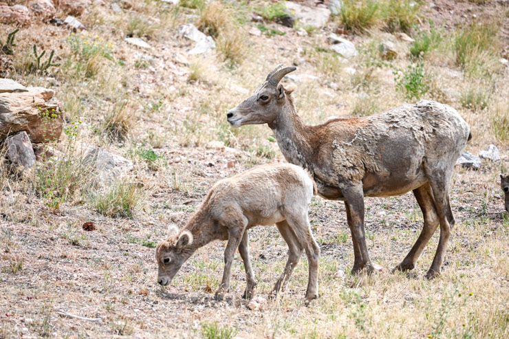 mom and baby big horn sheep