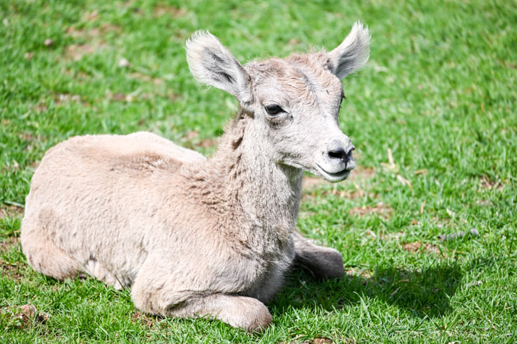 baby big horn sheep