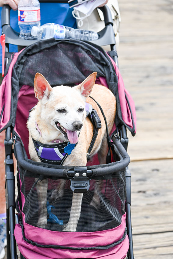 dog in stroller