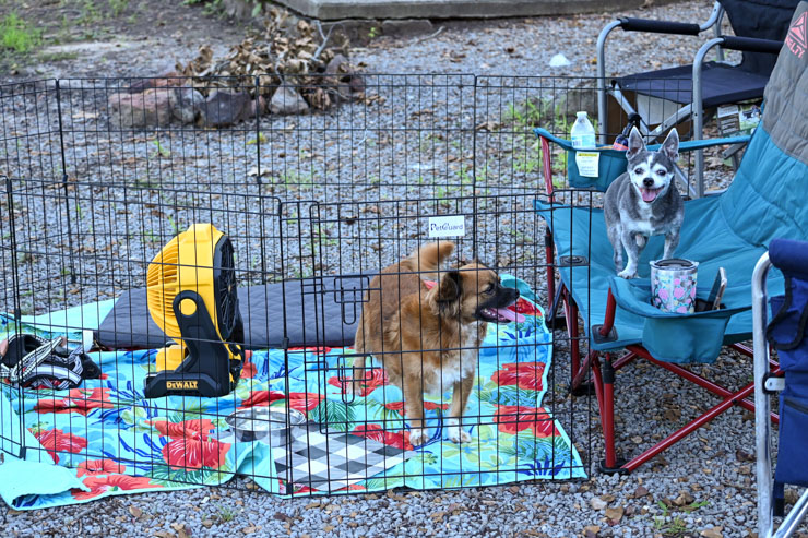 boomer and chloe camping