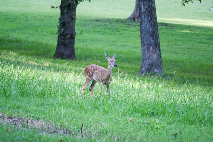fawn at Greenleaf State Park