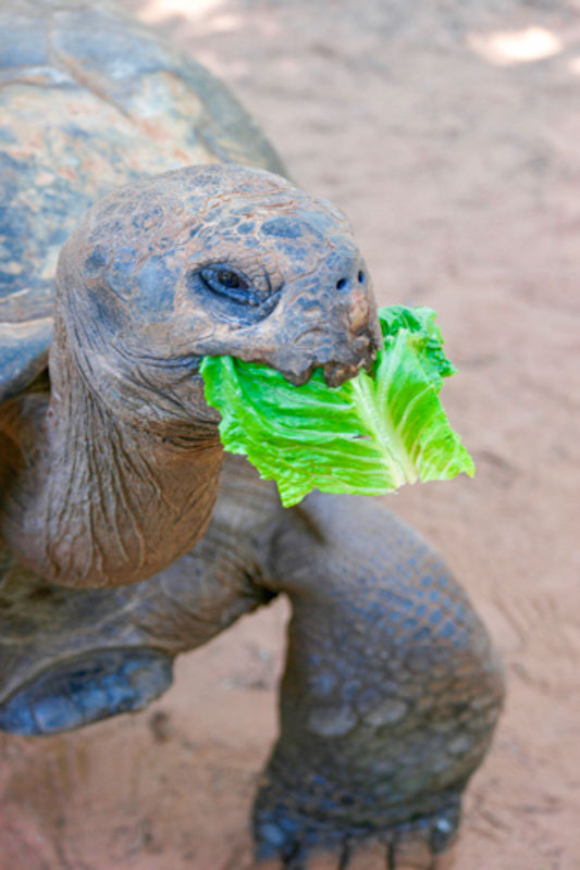 turtle -oklahoma city zoo -Day Trips in Oklahoma