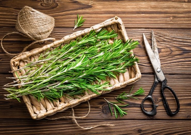 Wrapping Rosemary -how to get rid of mosquitos