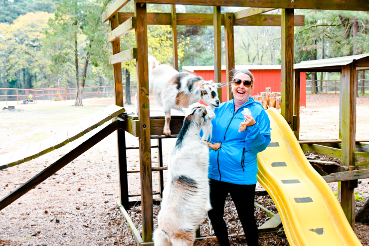 Deer lake Goats