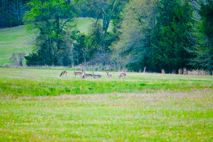 Deer Lake Deer