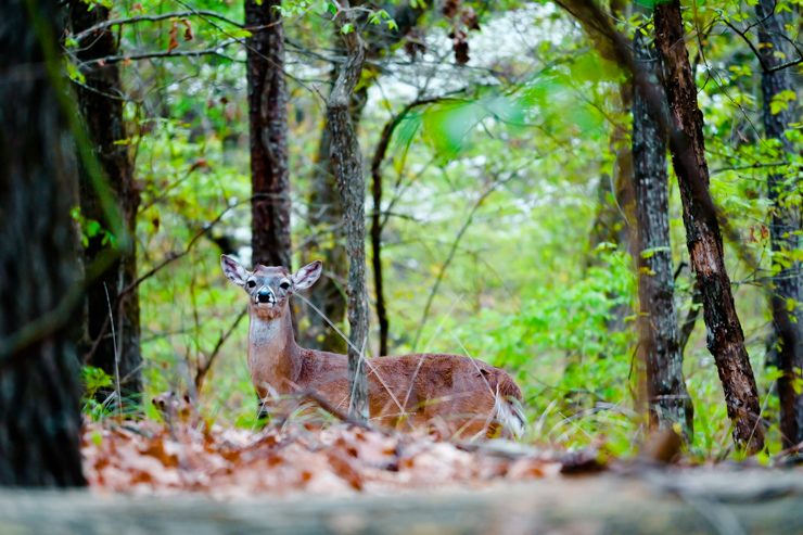 Deer Lake Deer Selfie