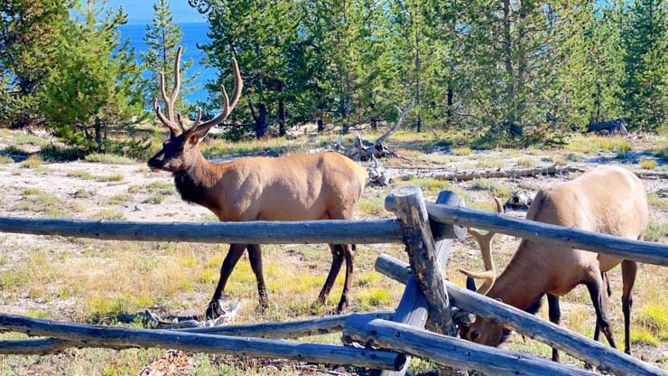 ELK in Yellowstone