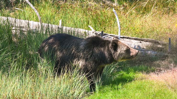 Yellowstone Bears