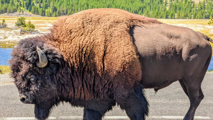 Yellowstone Bison