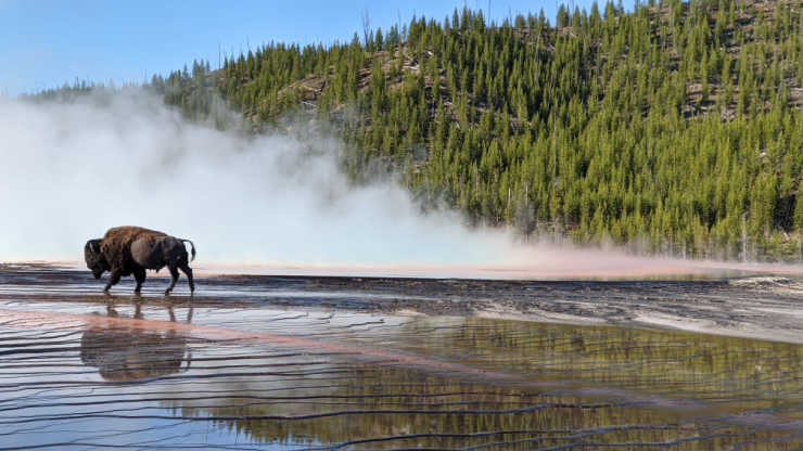 Yellowstone Bison