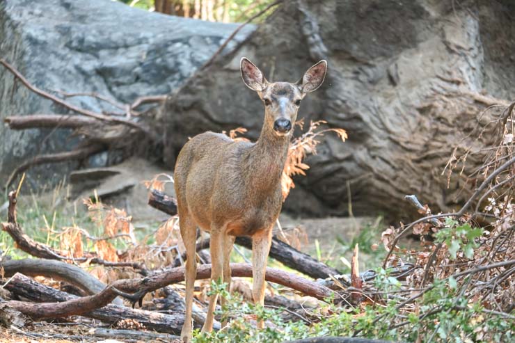 Yosemite Deer