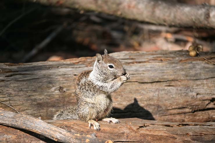 Yosemite Squirrel