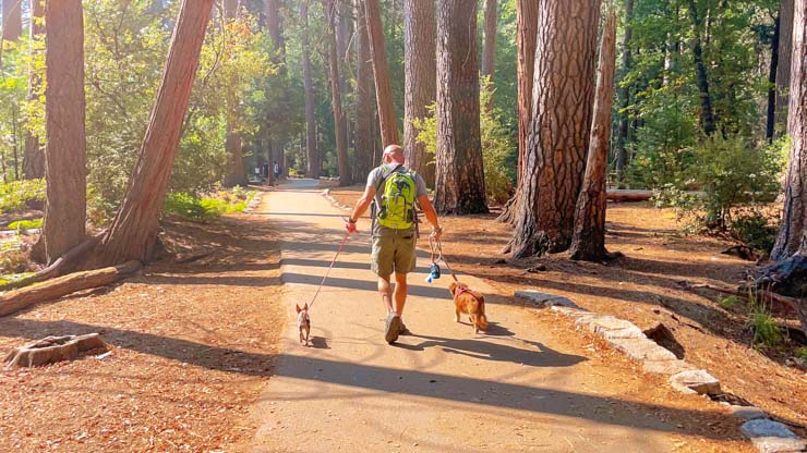 dog friendly trails in Yosemite