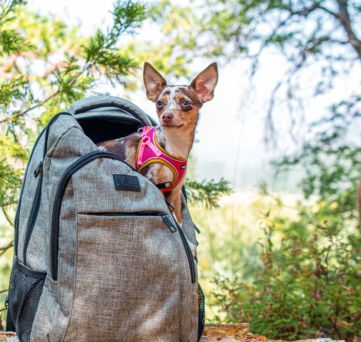 Tilly in Yosemite