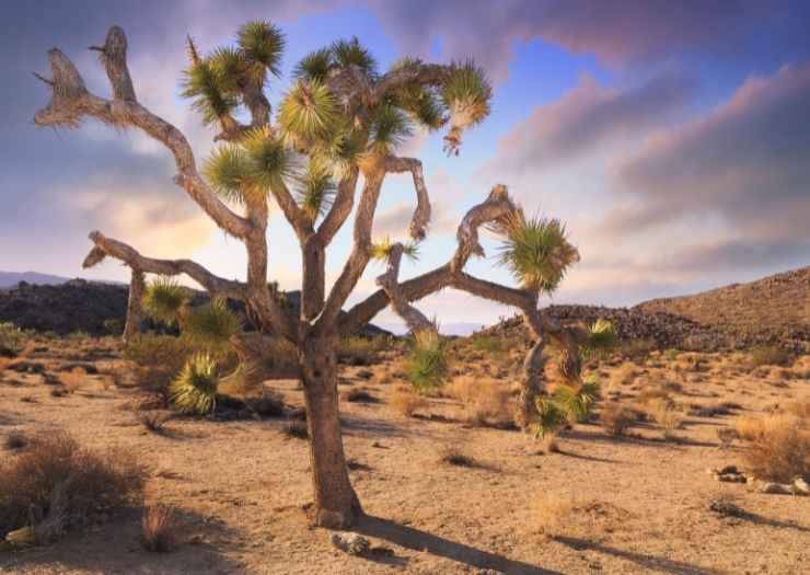 Best Time to Visit California - Joshua tree national park