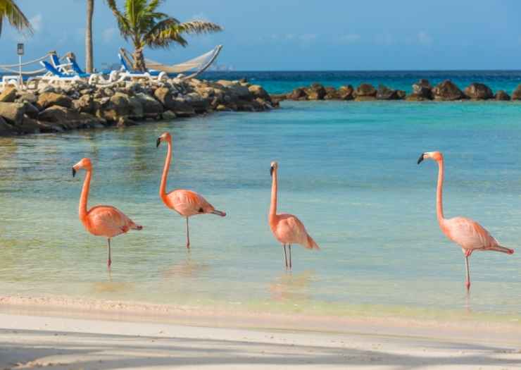 ARUBA vacation Flamingos