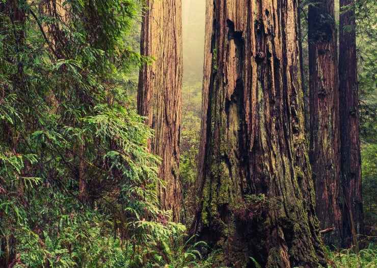 Redwoods -nature California