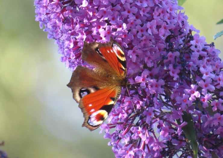 butterfly garden at Palm Beach