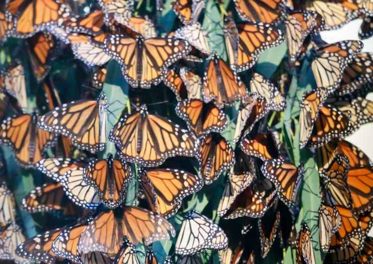 Monarch Butterfly Grove in Pismo Beach -Unique Places in California