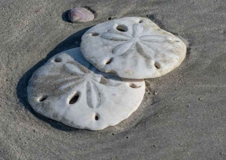 Sand Dollar Beach