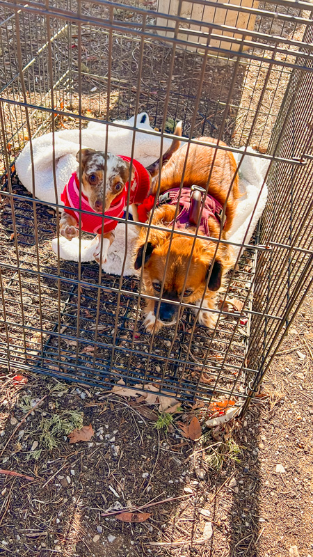 Alabaster Caverns Kennel